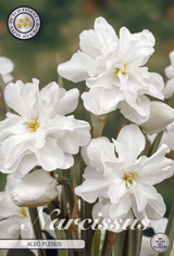 Narcissus Albo Plenus