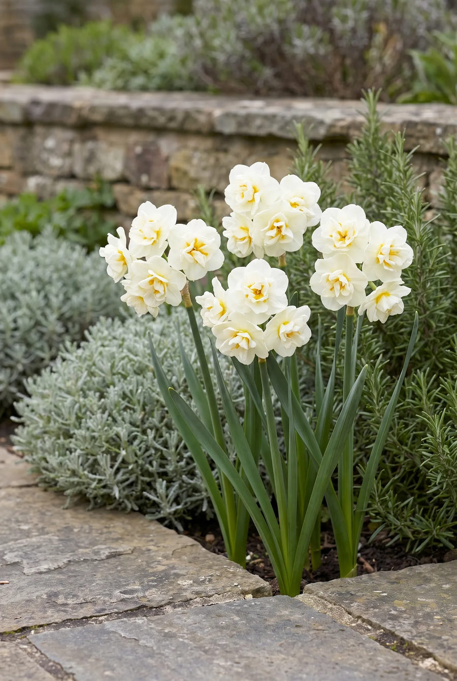 Narcissus Bridal Crown — in de border