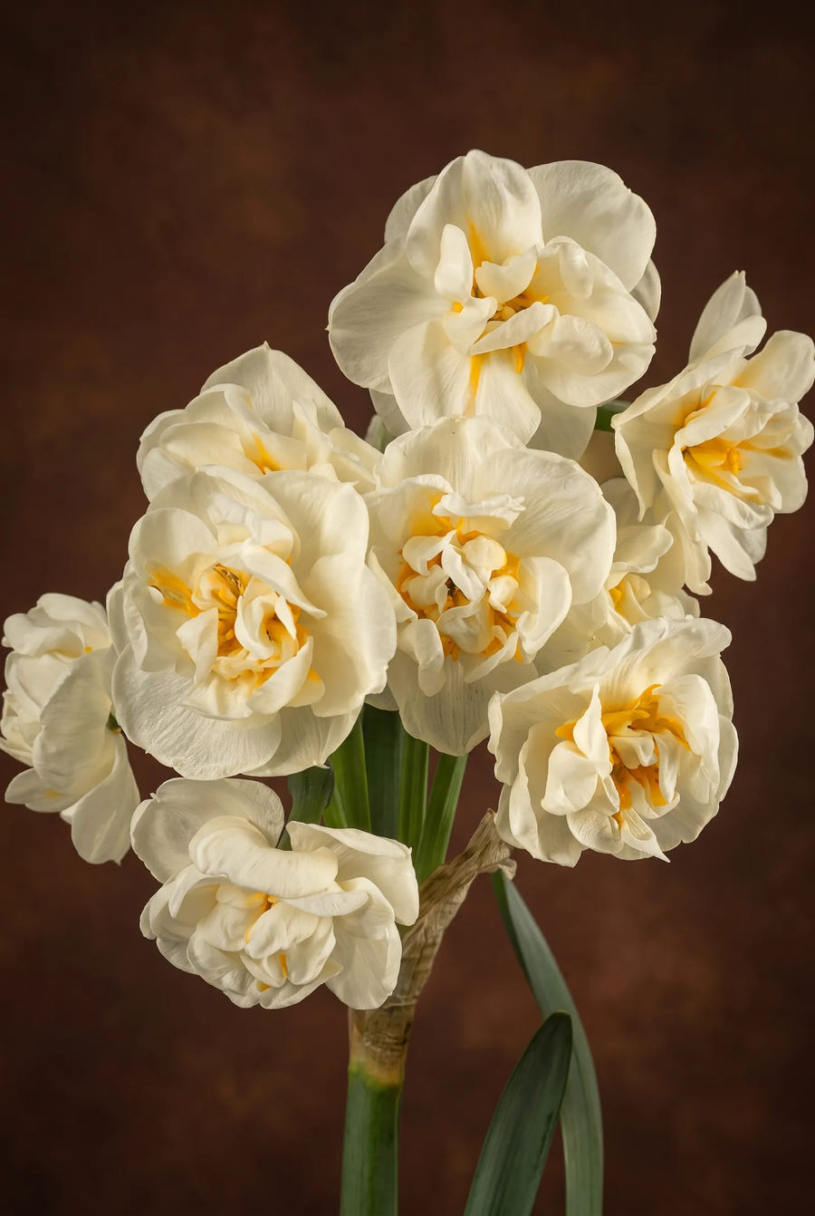 Narcissus Bridal Crown — sfeerbeeld