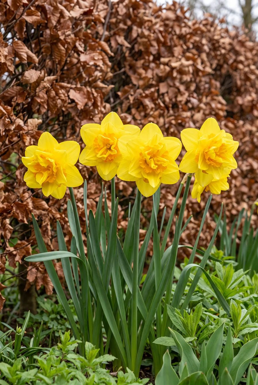 Narcissus Dick Wilden — in de border