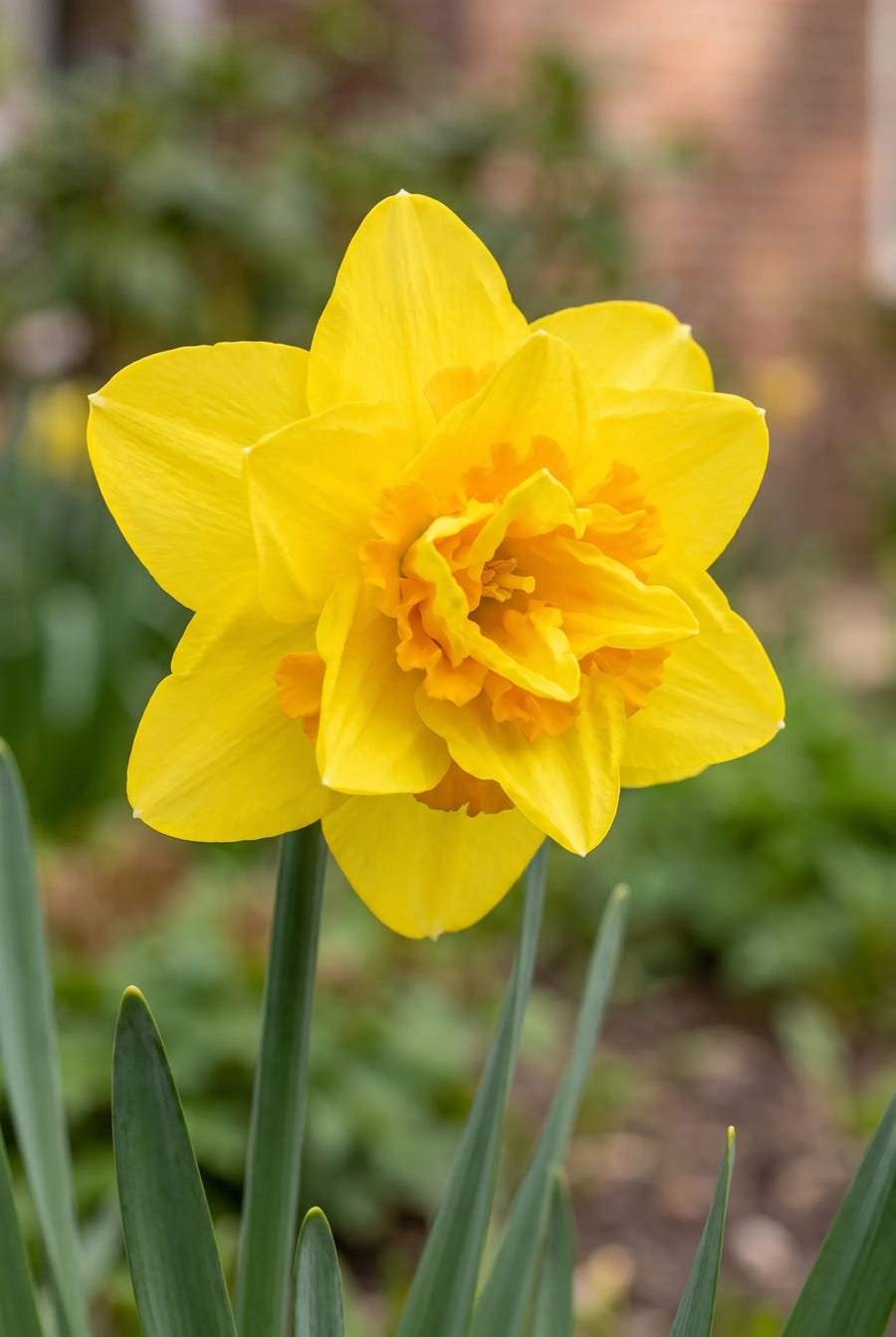 Narcissus Dick Wilden — close-up van de bloem