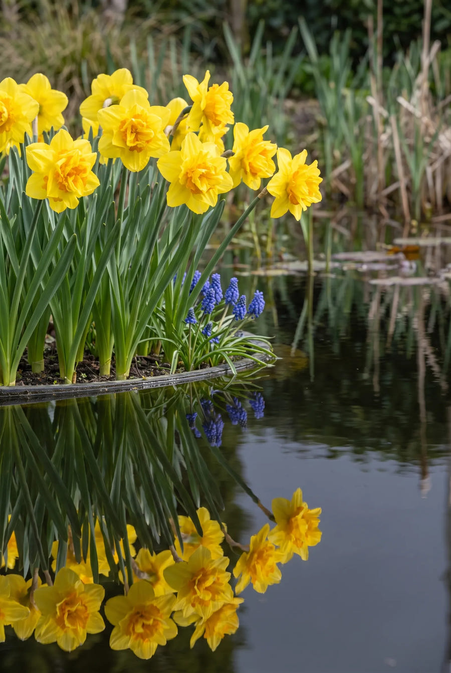 Narcissus Dick Wilden — in de tuin