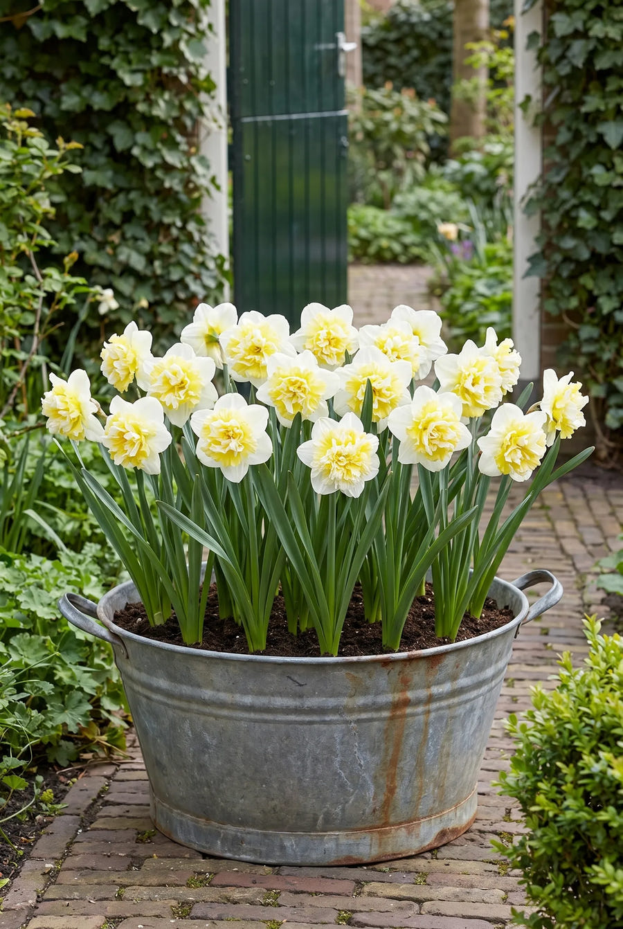 Narcissus Ice King — in pot op terras