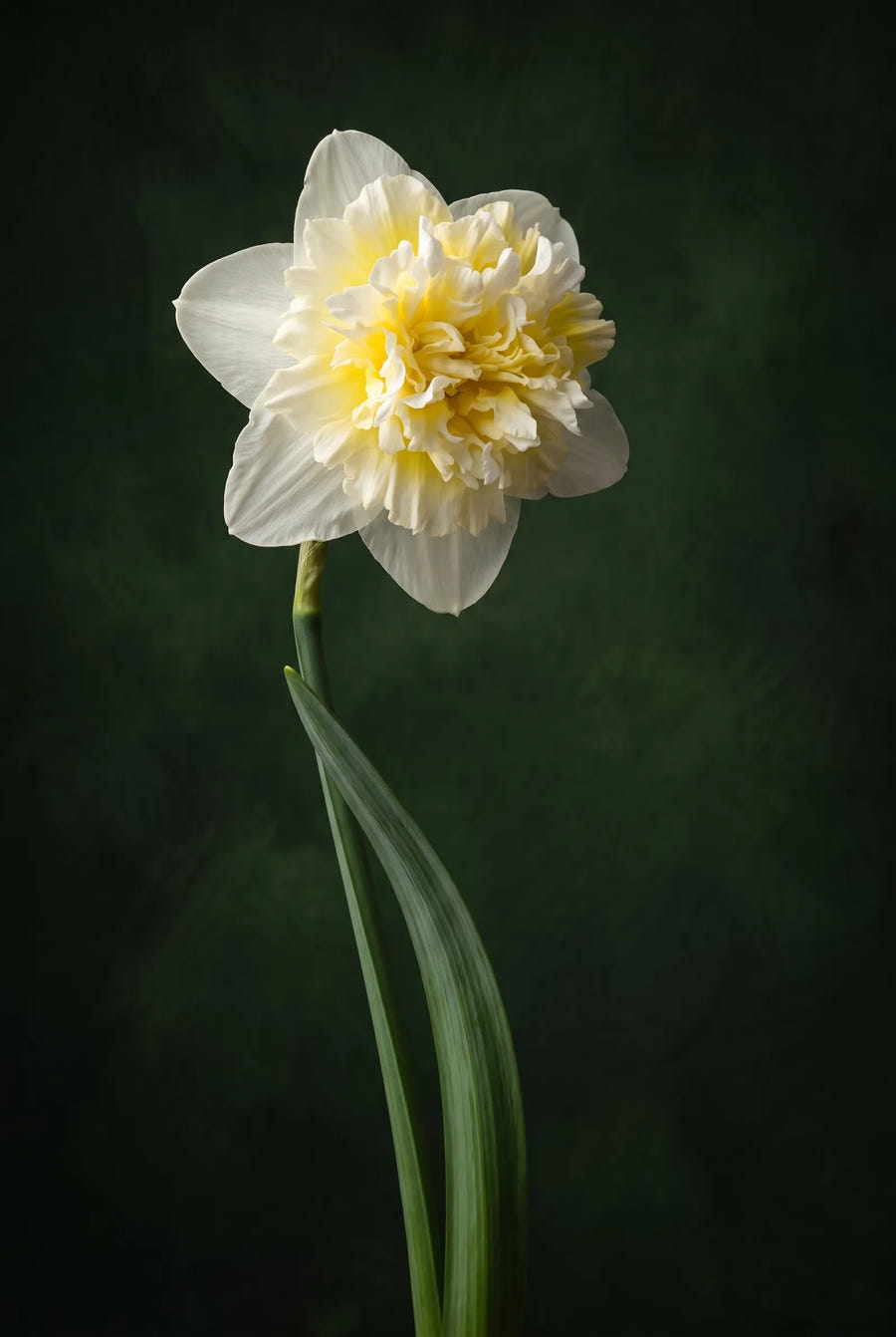Narcissus Ice King — sfeerbeeld