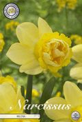 Narcissus Milena