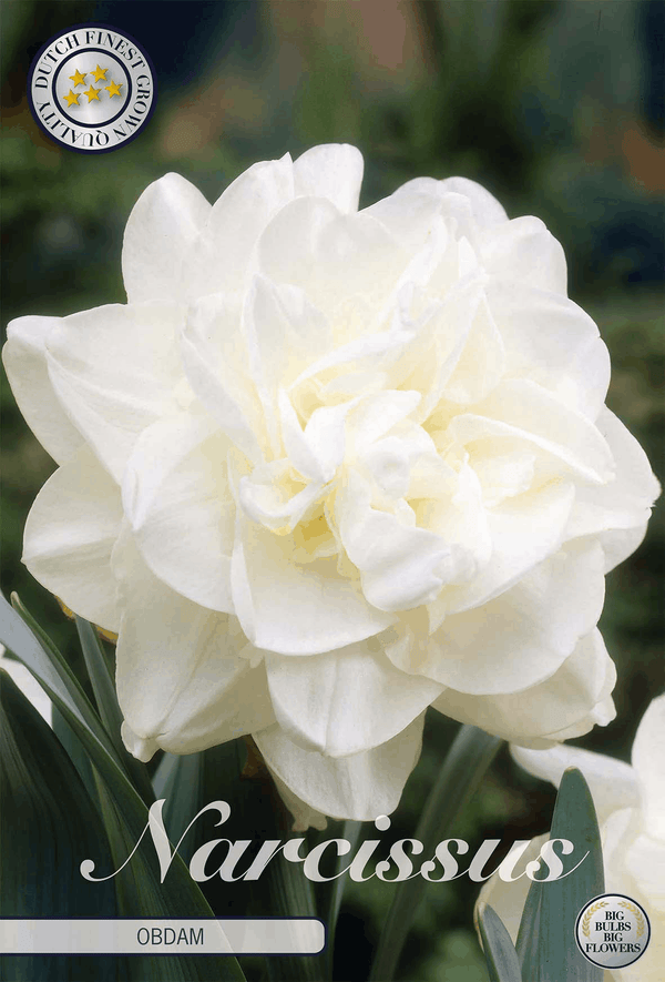 Narcissus Obdam