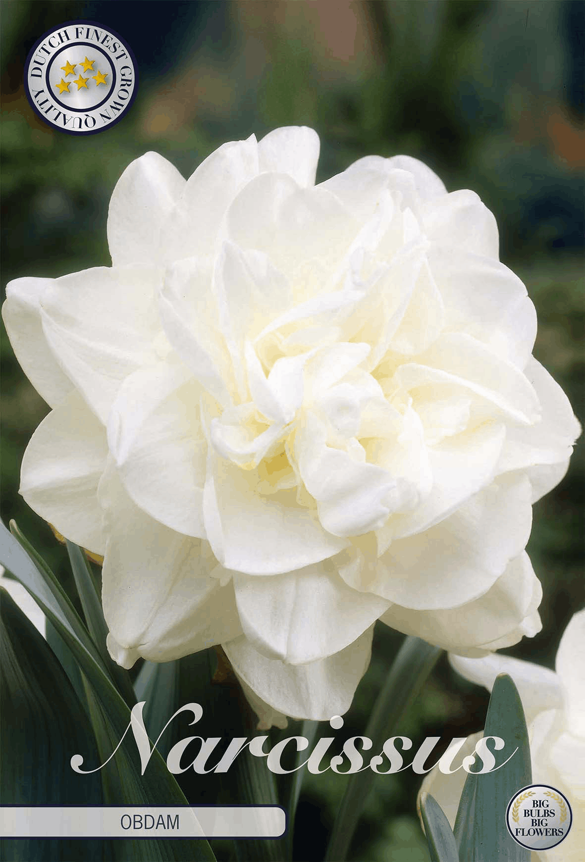 Narcissus Obdam