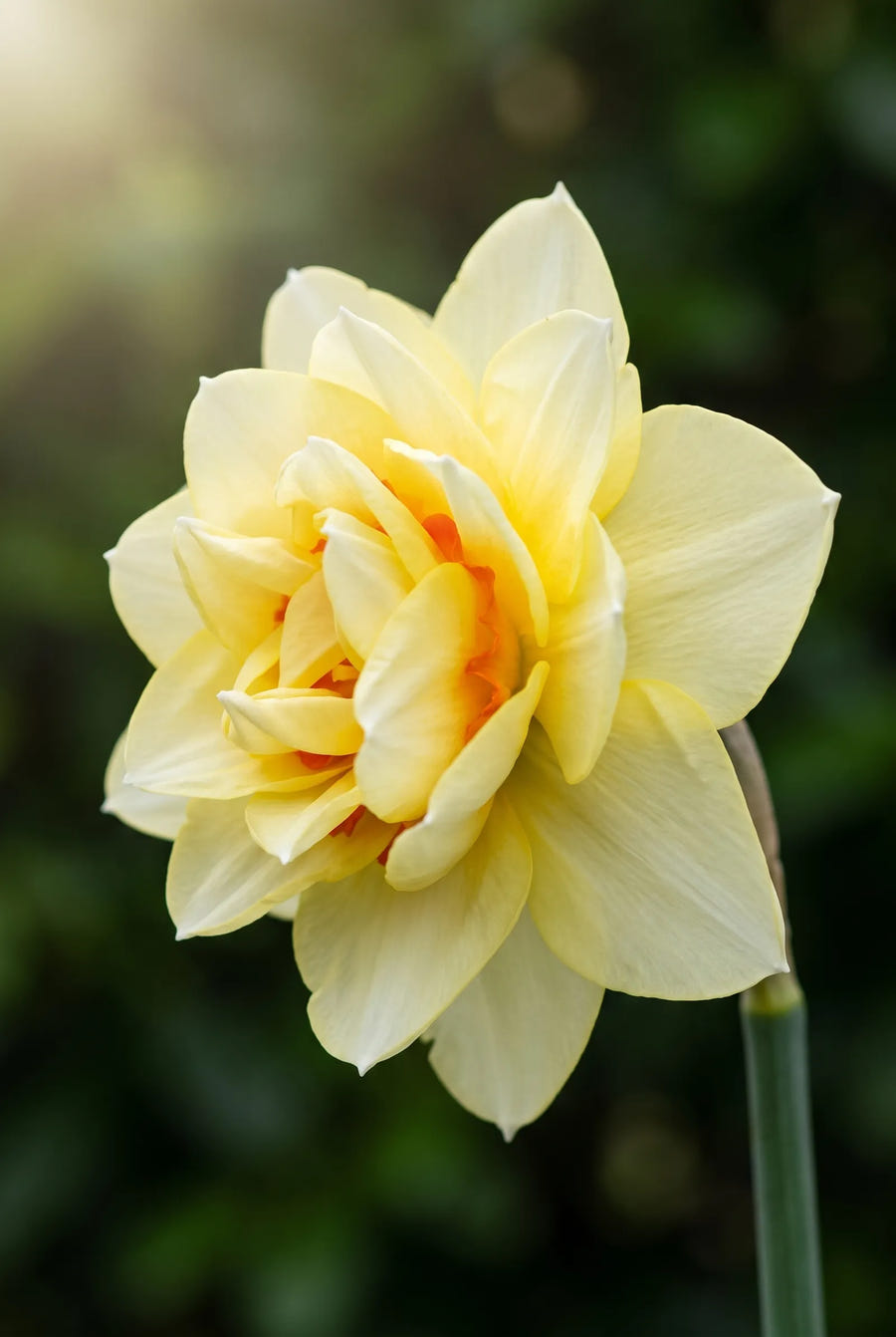 Narcissus Romantic Paradise — sfeerbeeld