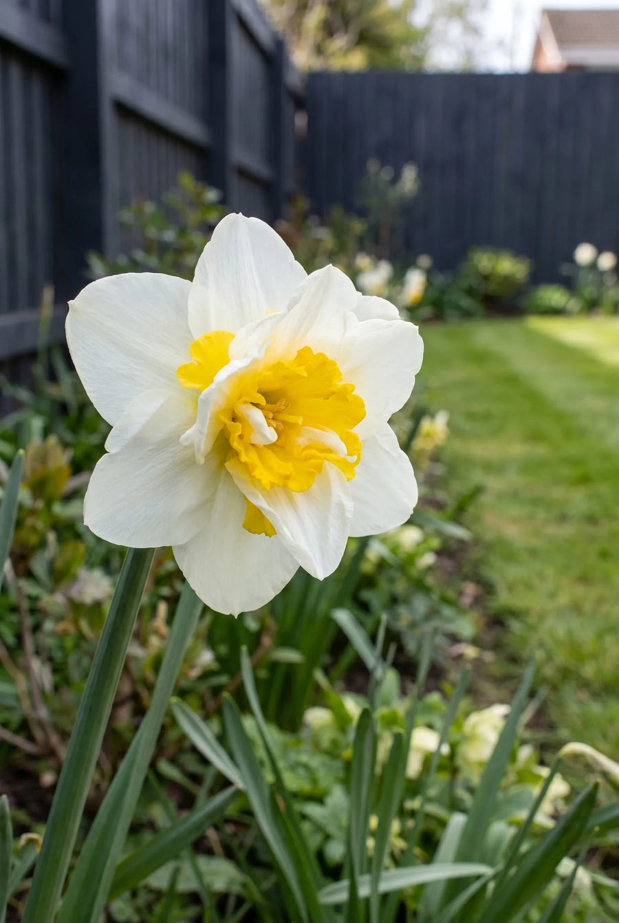 Narcissus Salou — close-up van de bloem