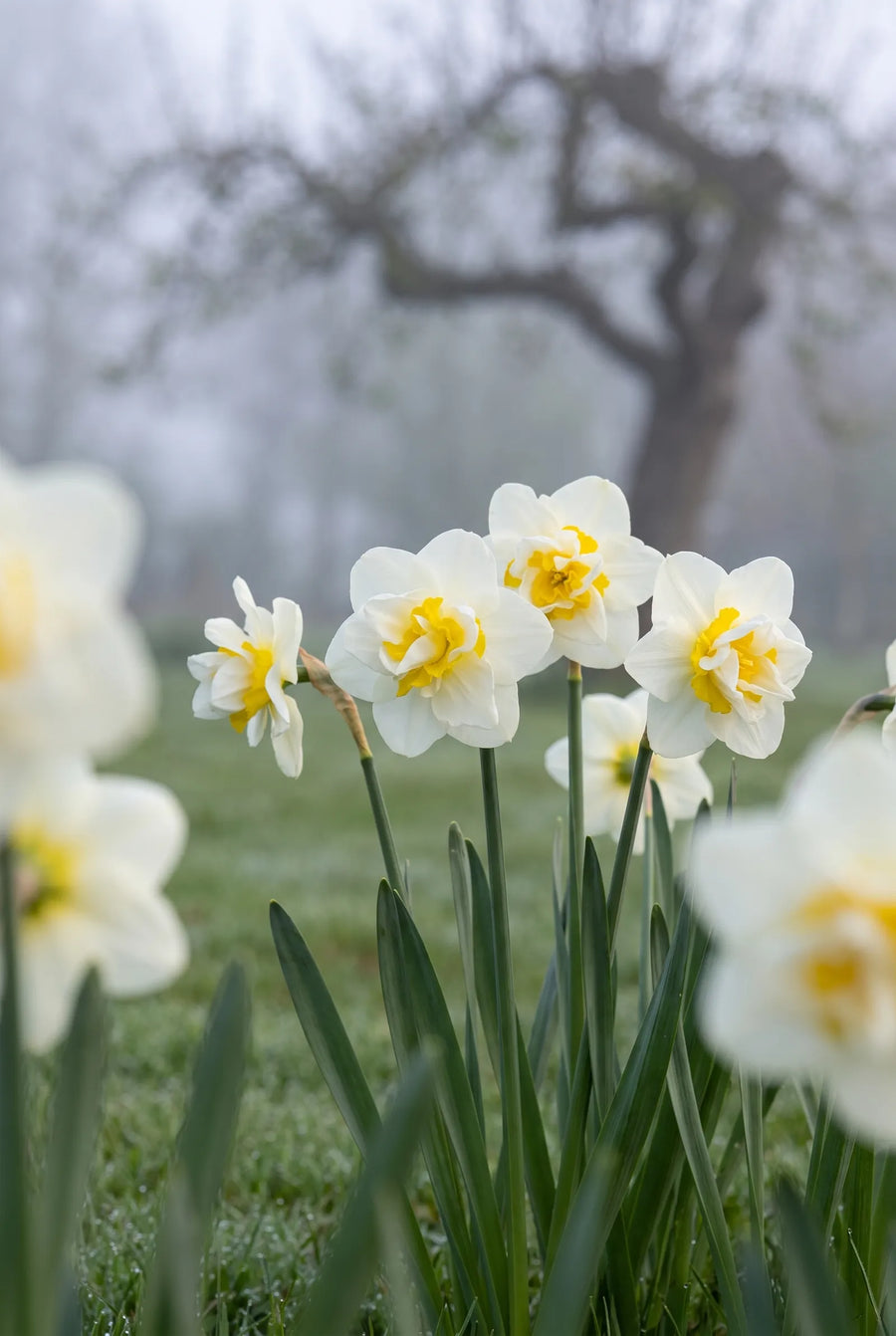 Narcissus Salou — in de tuin