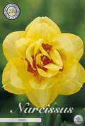 Narcissus Tahiti
