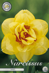 Narcissus Tahiti
