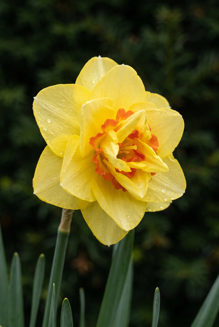 Narcissus Tahiti — close-up van de bloem