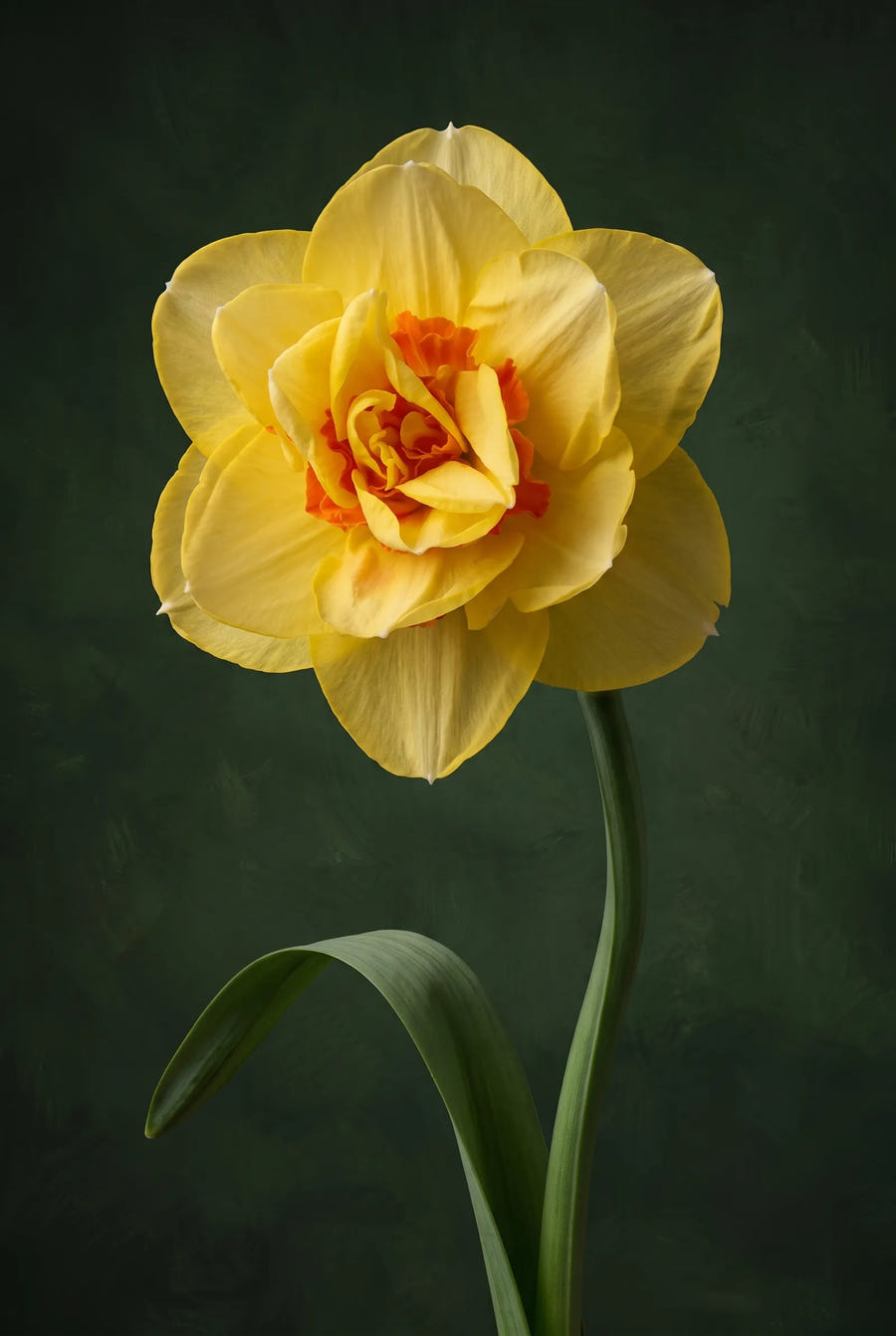 Narcissus Tahiti — sfeerbeeld