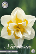 Narcissus White Lion