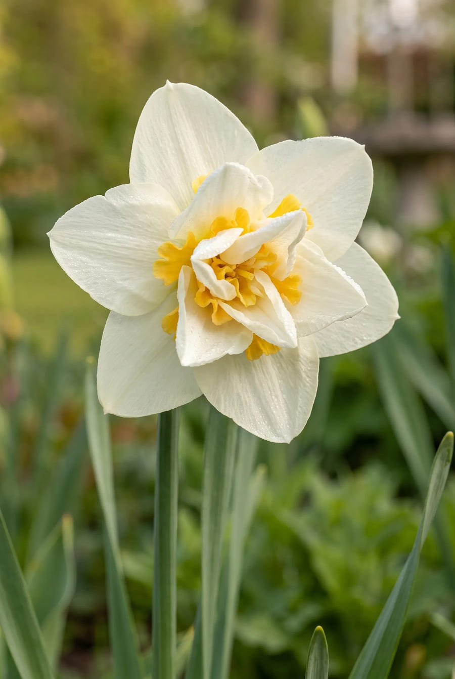 Narcissus White Lion — close-up van de bloem