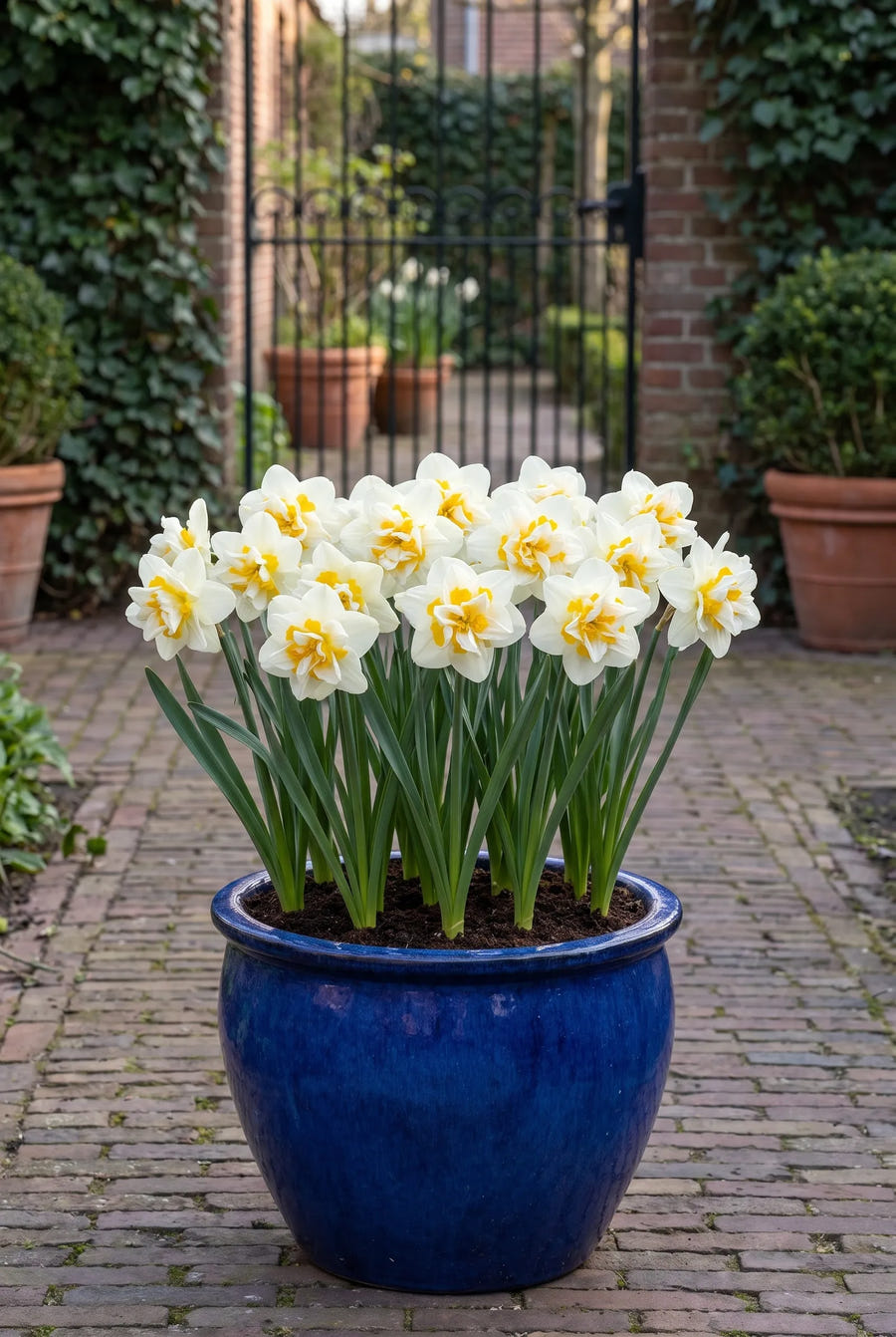 Narcissus White Lion — in pot op terras