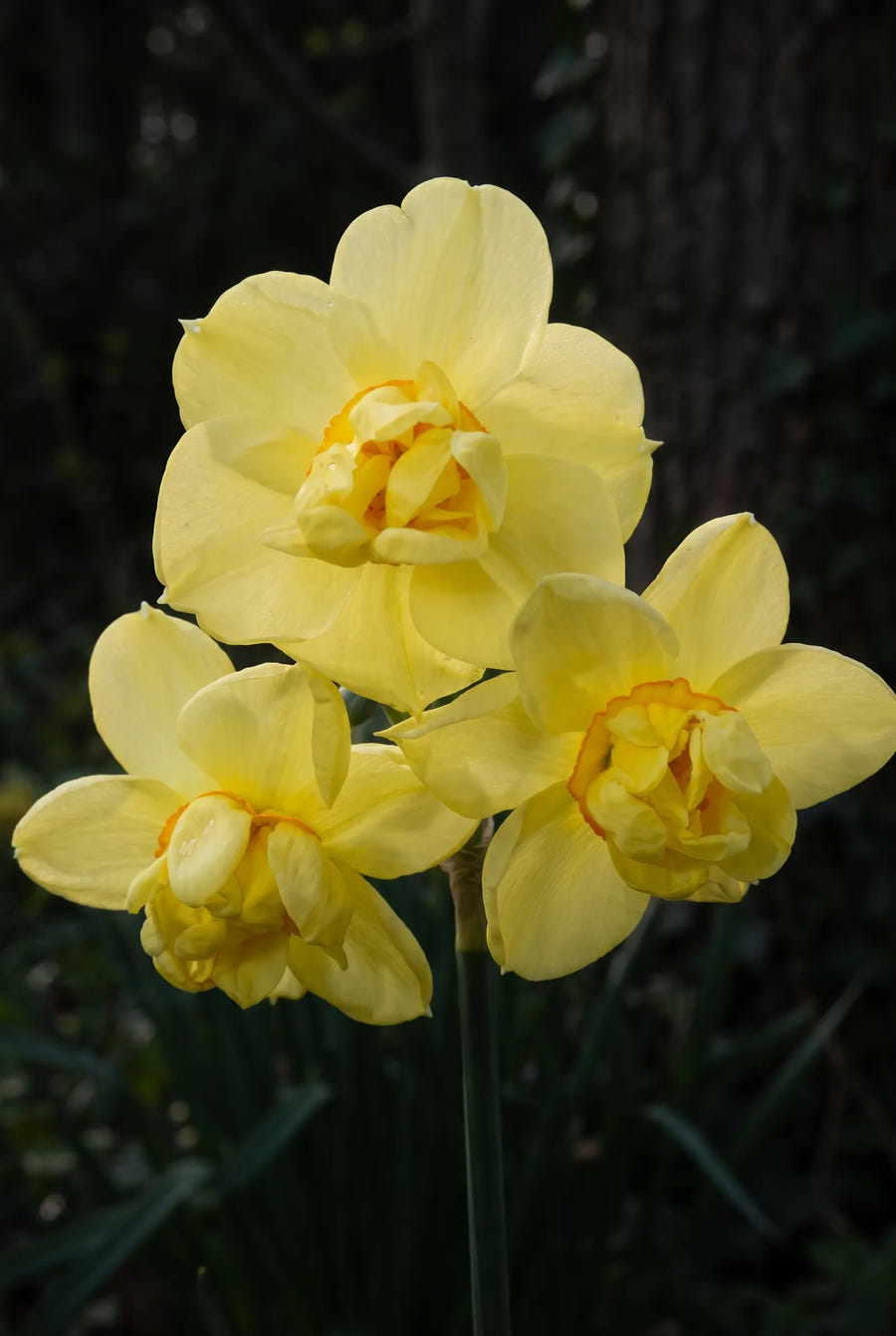 Narcissus Yellow Cheerfullness — sfeerbeeld