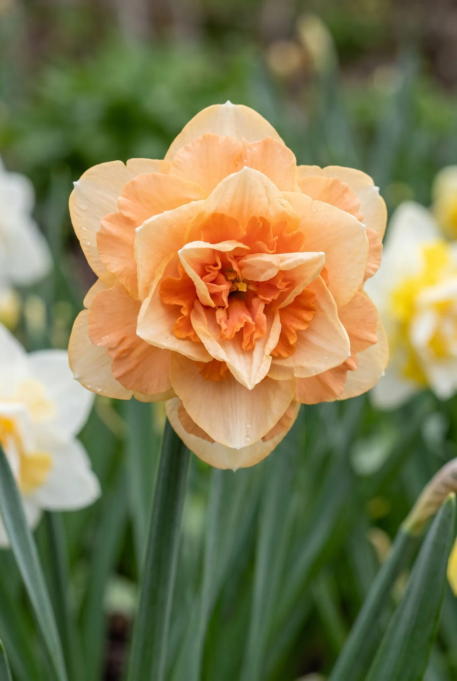 Narcissus Double Mixed — close-up van de bloem