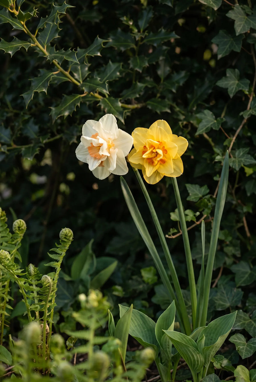 Narcissus Double Mixed — sfeerbeeld