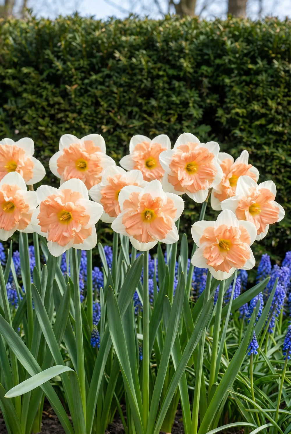 Frisch aus dem Garten