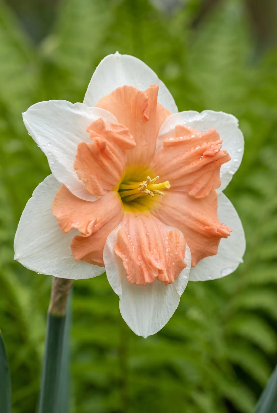 Narcissus Apricot Whirl — close-up van de bloem