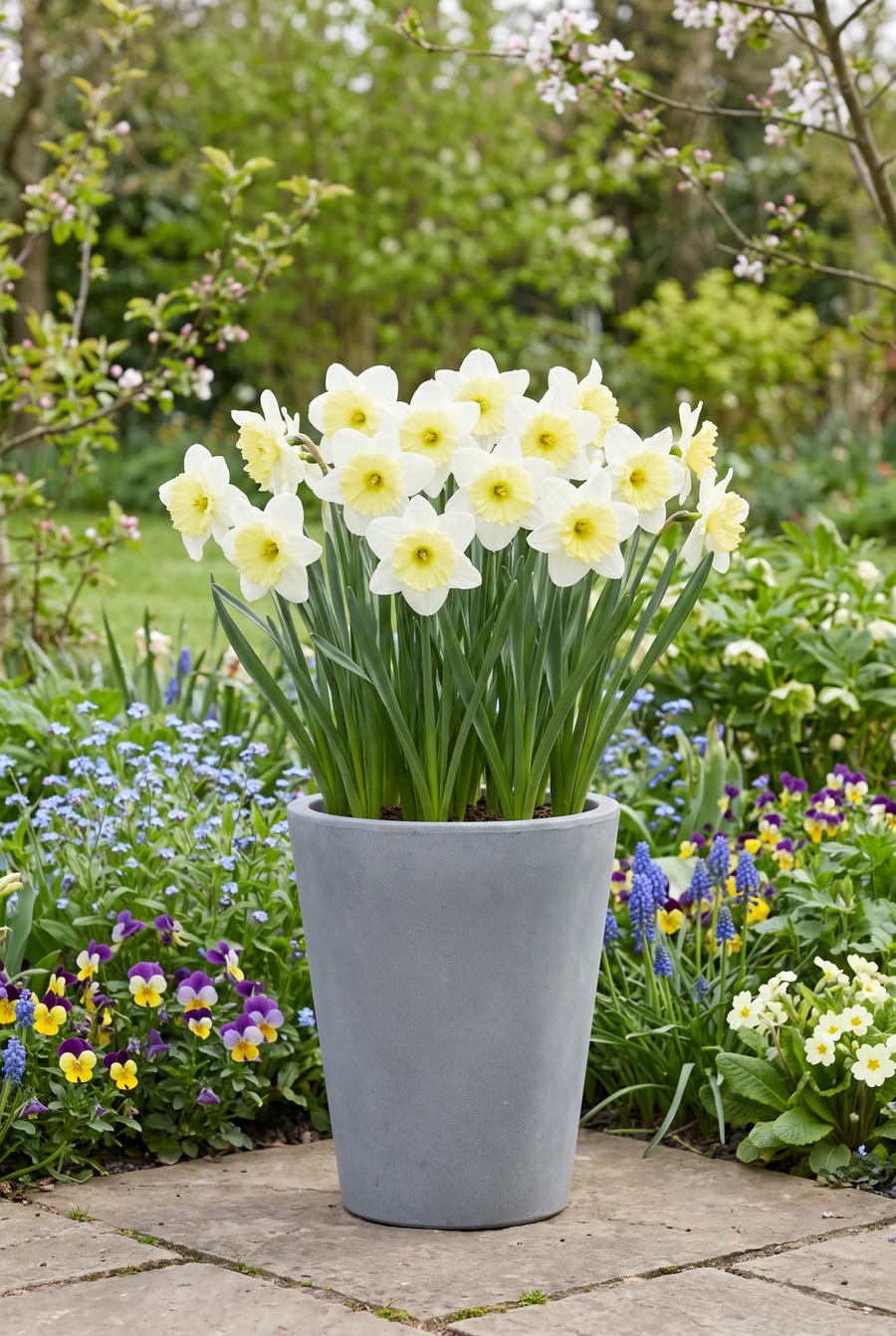 Narcissus Cassata — in pot op het terras