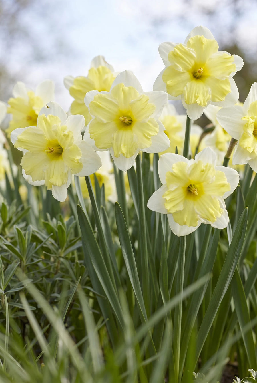 Narcissus Cassata — vanuit een lage hoek