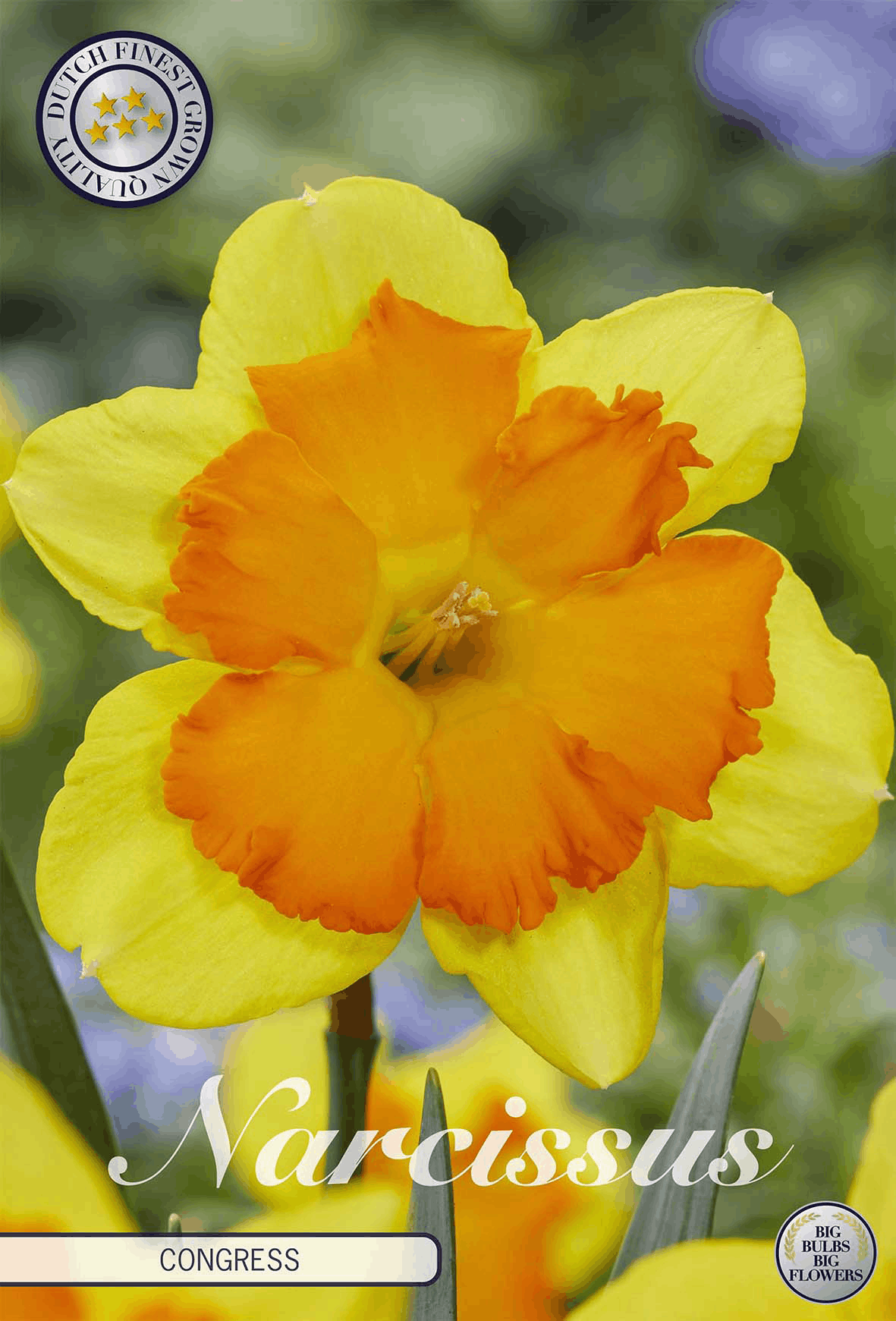 Narcissus Congress