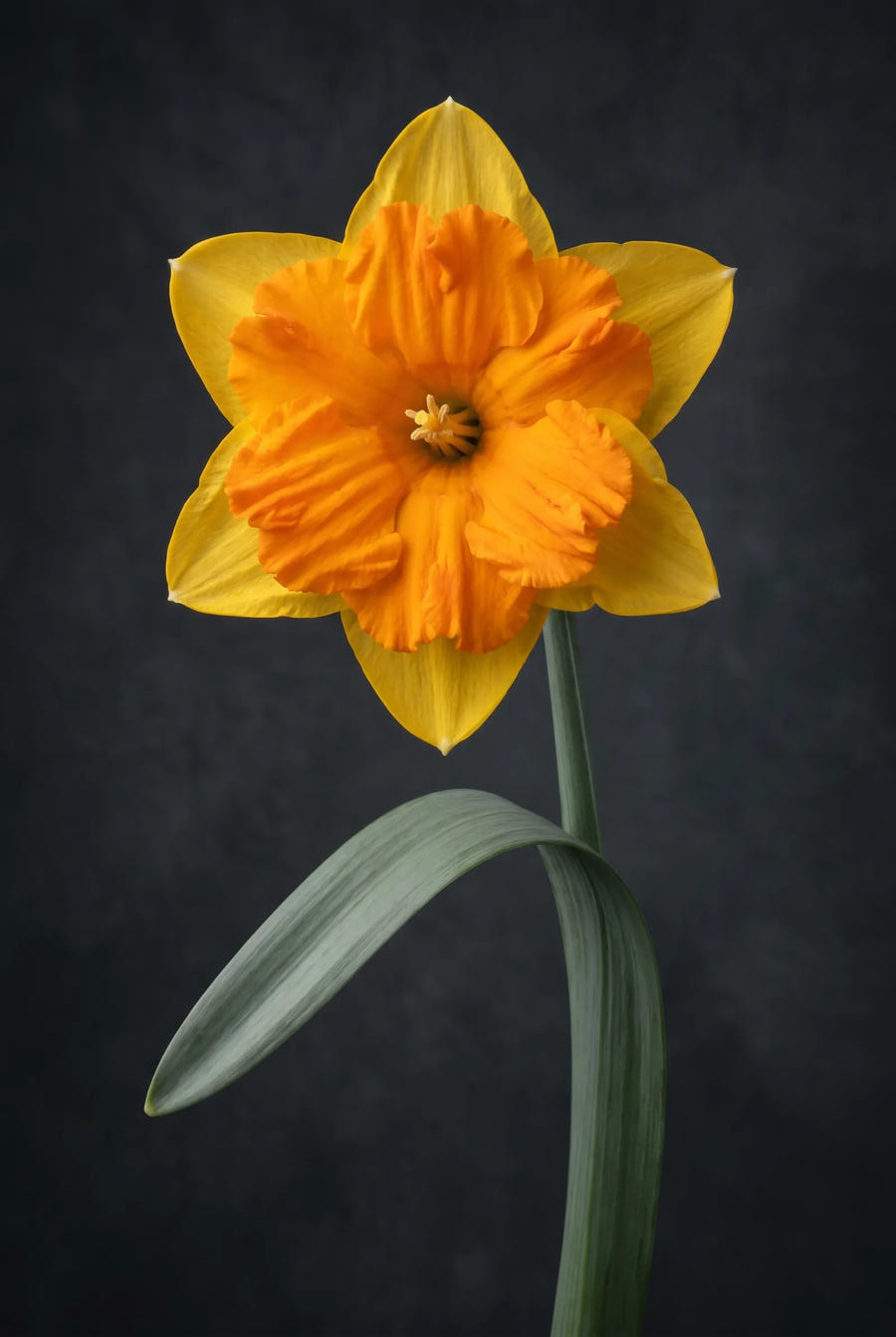 Narcissus Congress — sfeerbeeld
