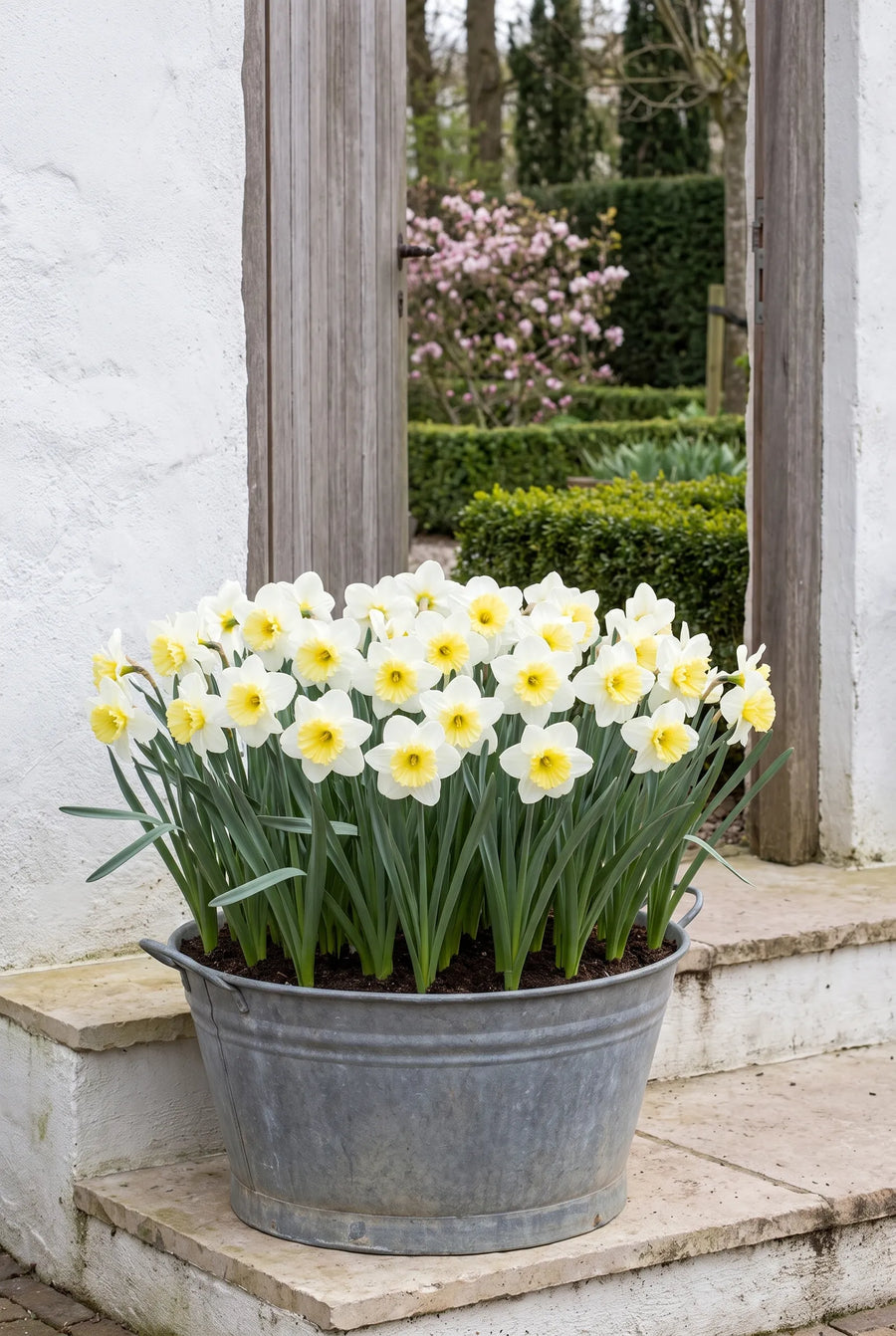 Narcissus Lemon Beauty — in pot op terras