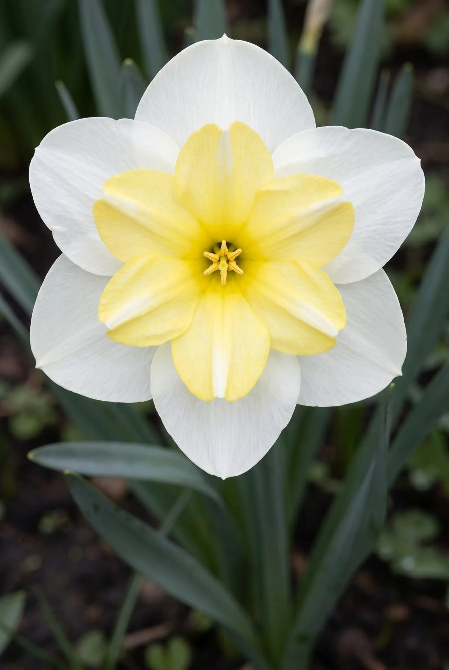Narcissus Lemon Beauty — sfeerbeeld