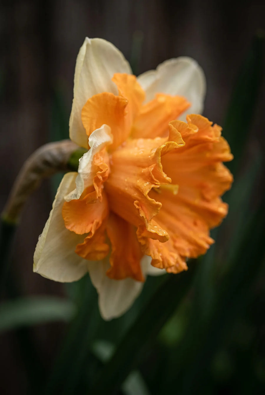 Narcissus Orangery — sfeerbeeld