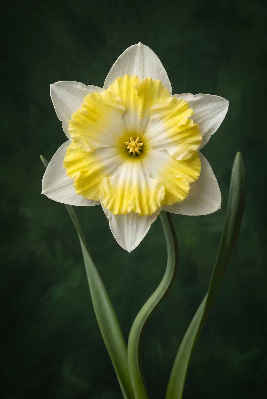 Narcissus Printal — sfeerbeeld
