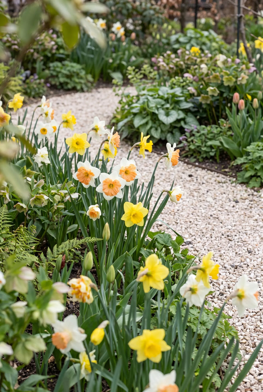 Narcissus Split Corona Mixed — groep in de tuinborder