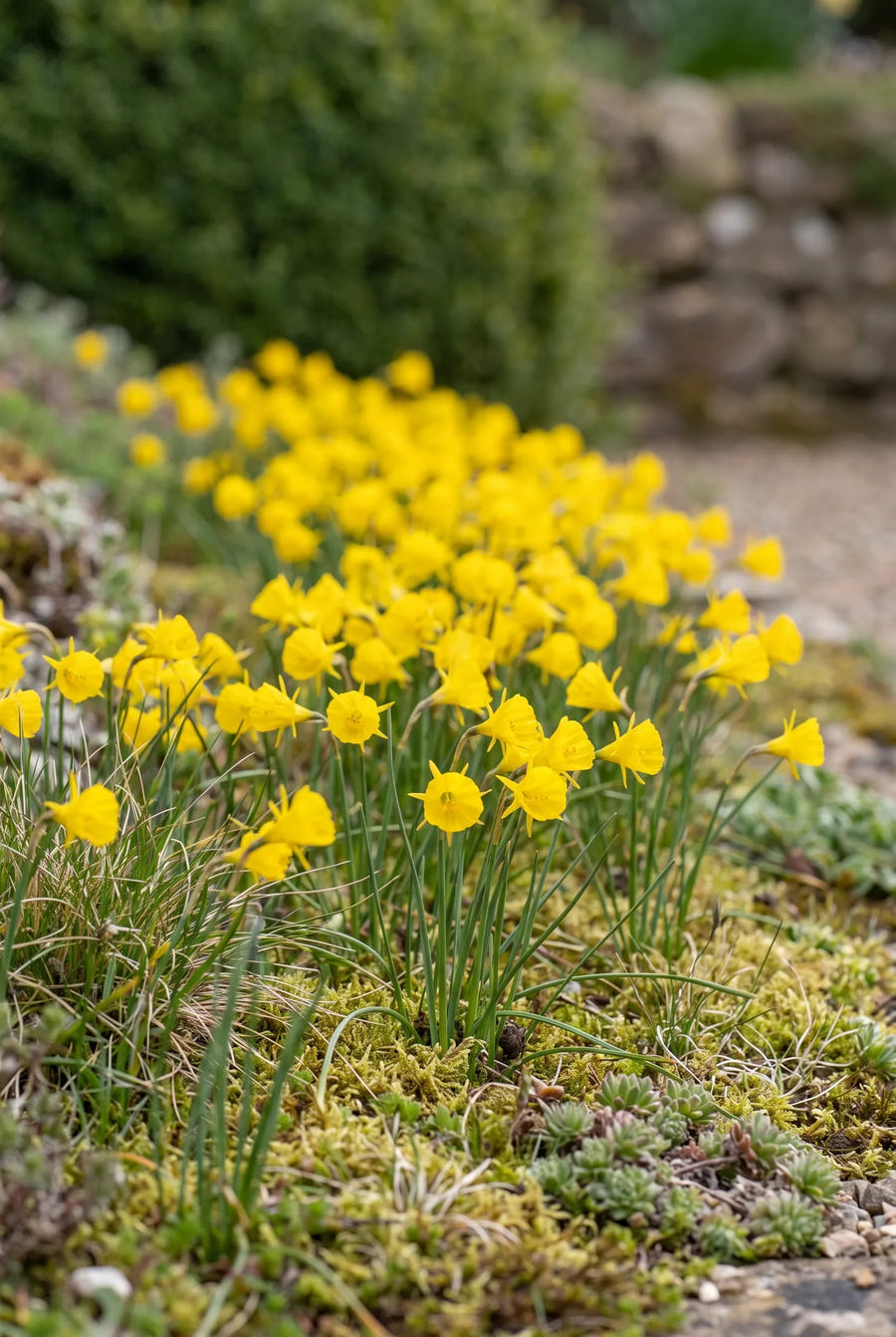Narcissus Bulbocodium — groep in de tuinborder