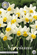 Narcissus Golden Echo