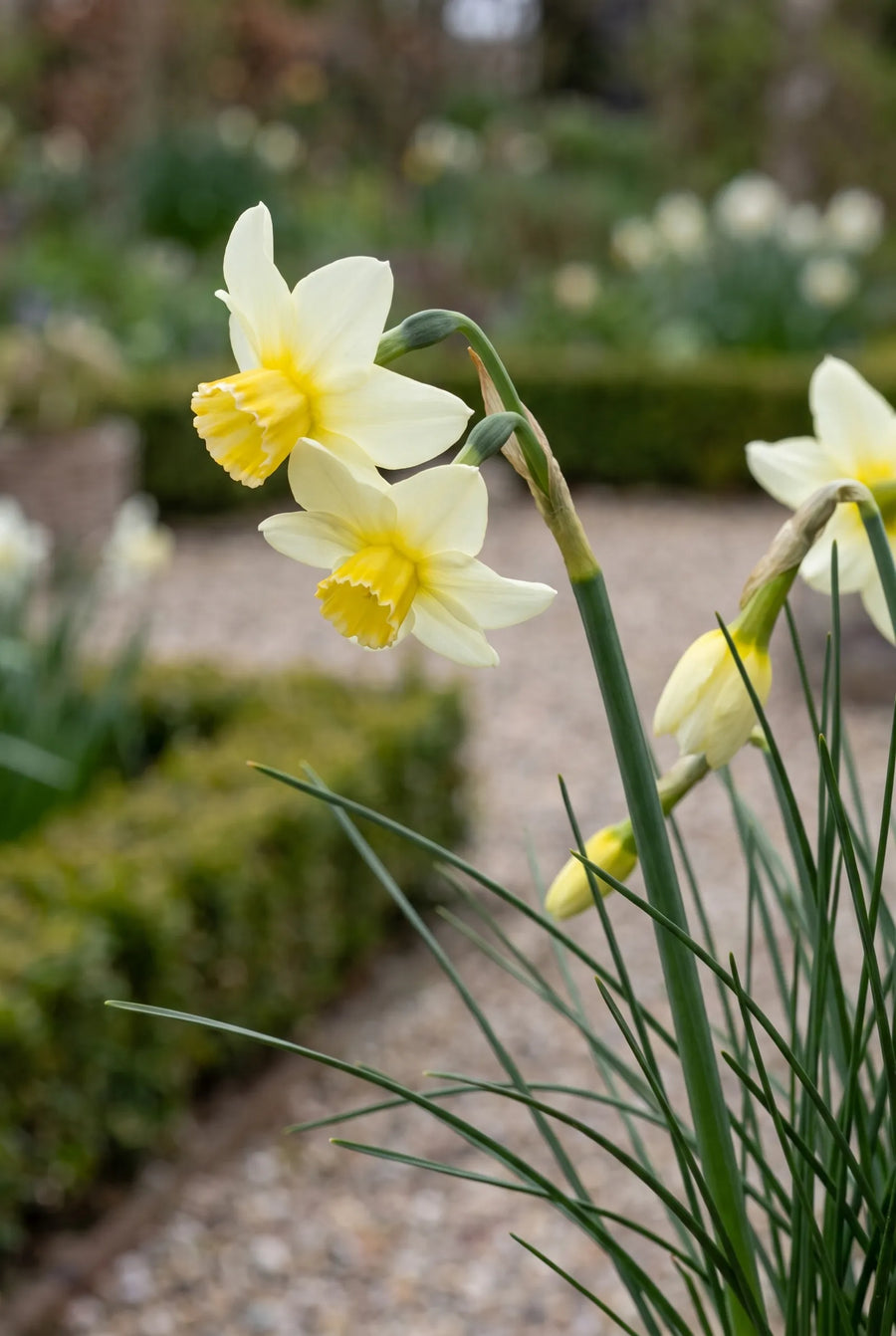 Narcissus Golden Echo — close-up van de bloem