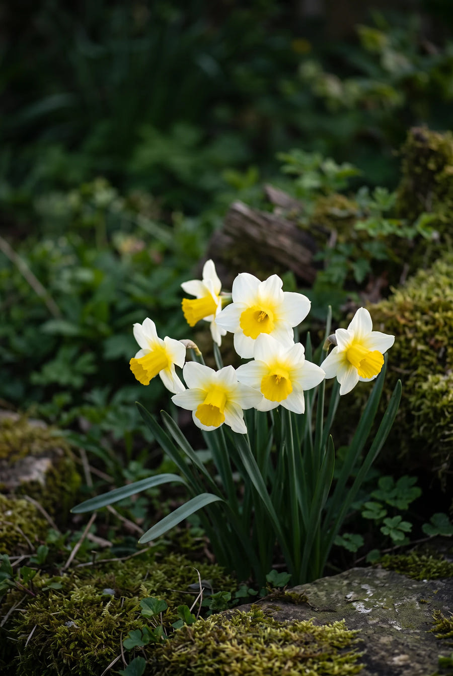 Narcissus Golden Echo — sfeervol portret