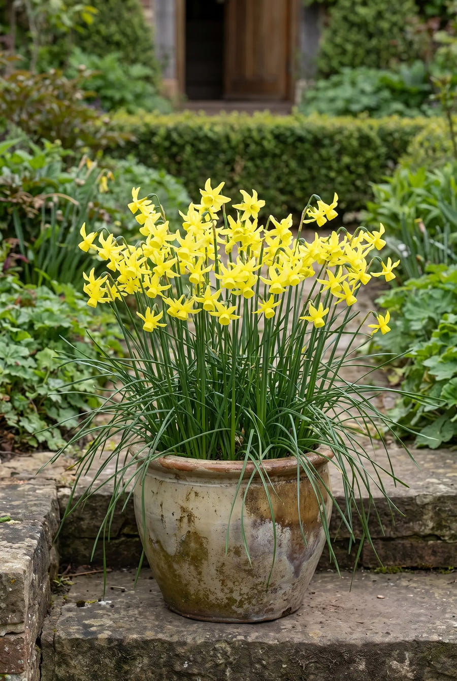 Narcissus Hawera — in pot op terras