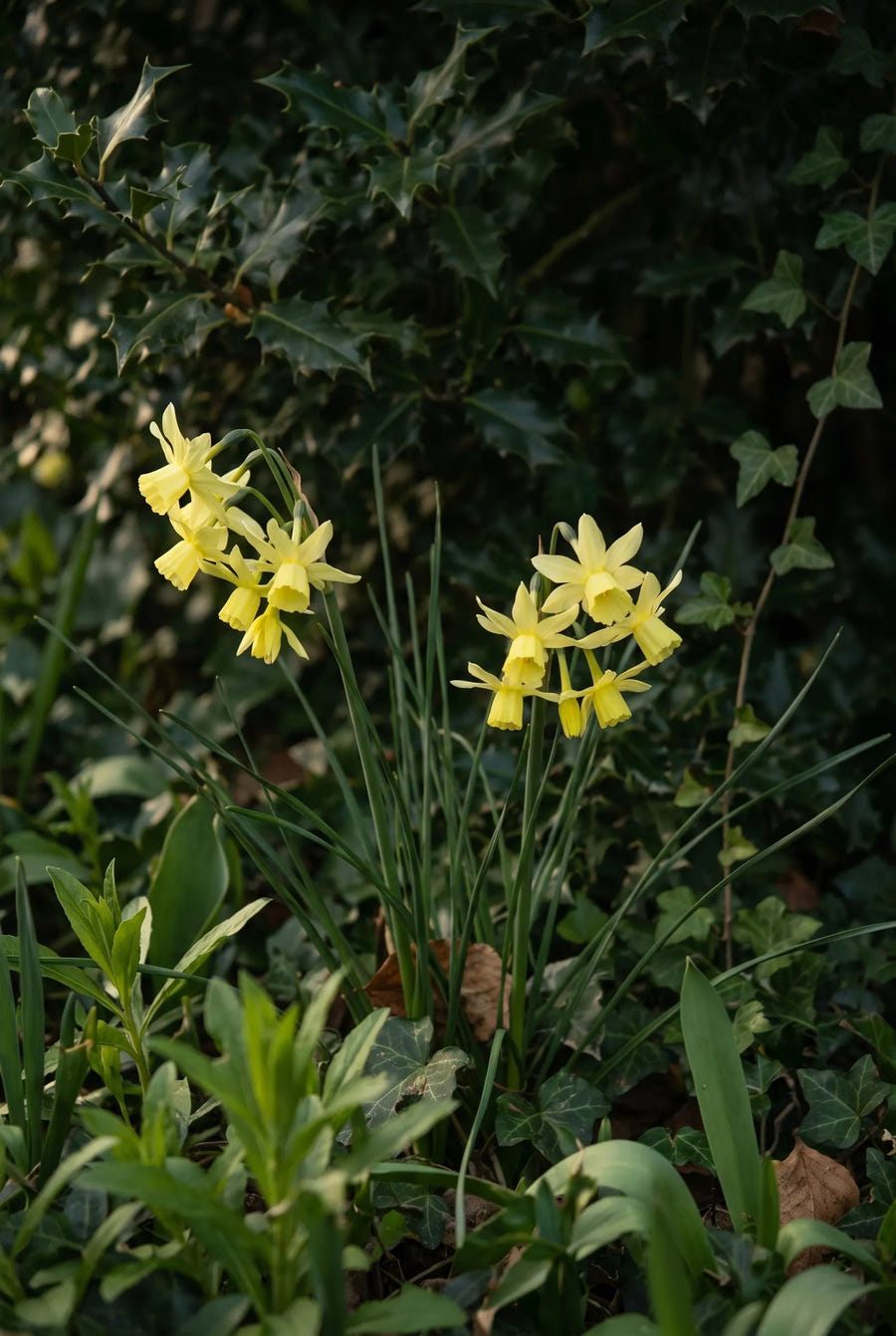 Narcissus Hawera — sfeerbeeld