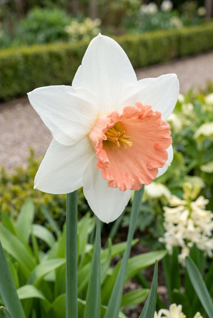 Narcissus Iwona — close-up van de bloem