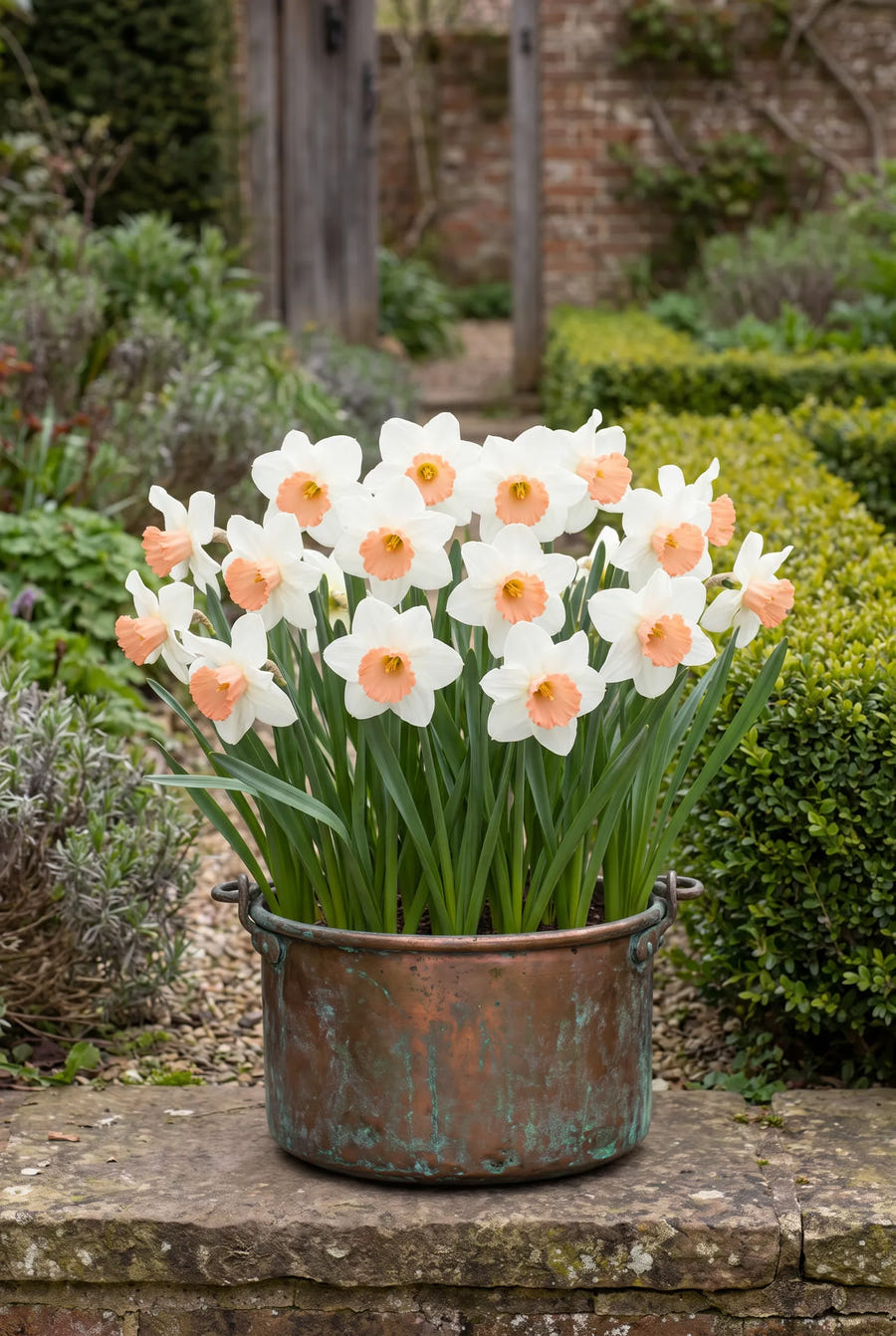 Narcissus Iwona — in pot op terras