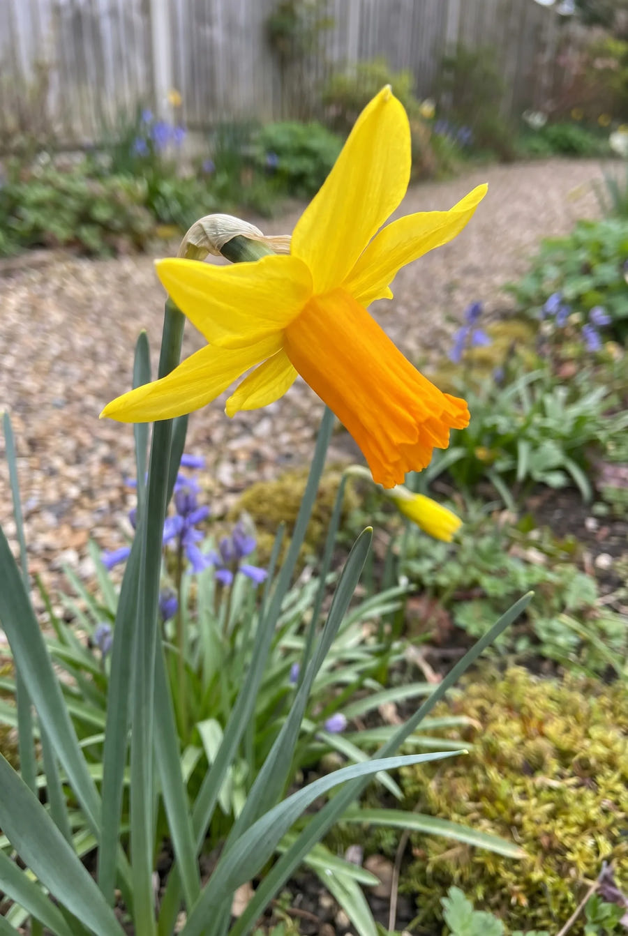 Narcissus Jetfire — close-up van de bloem