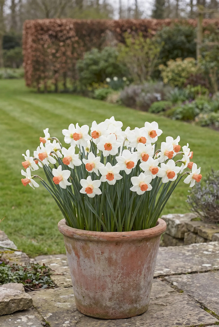 Narcissus Skype — in pot op terras