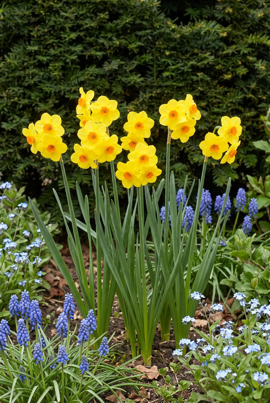 Narcissus Martinette — in de border