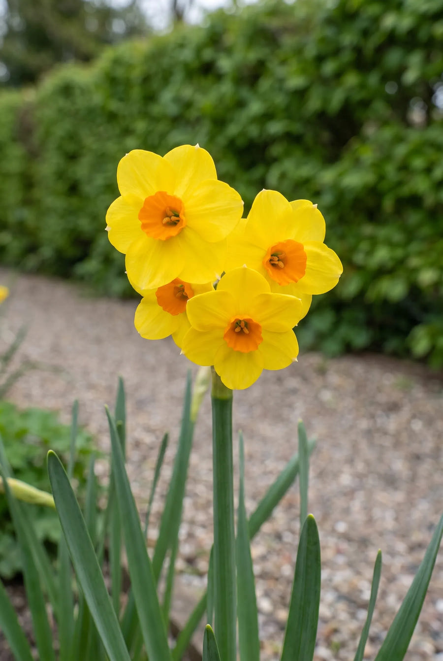 Narcissus Martinette — close-up van de bloem
