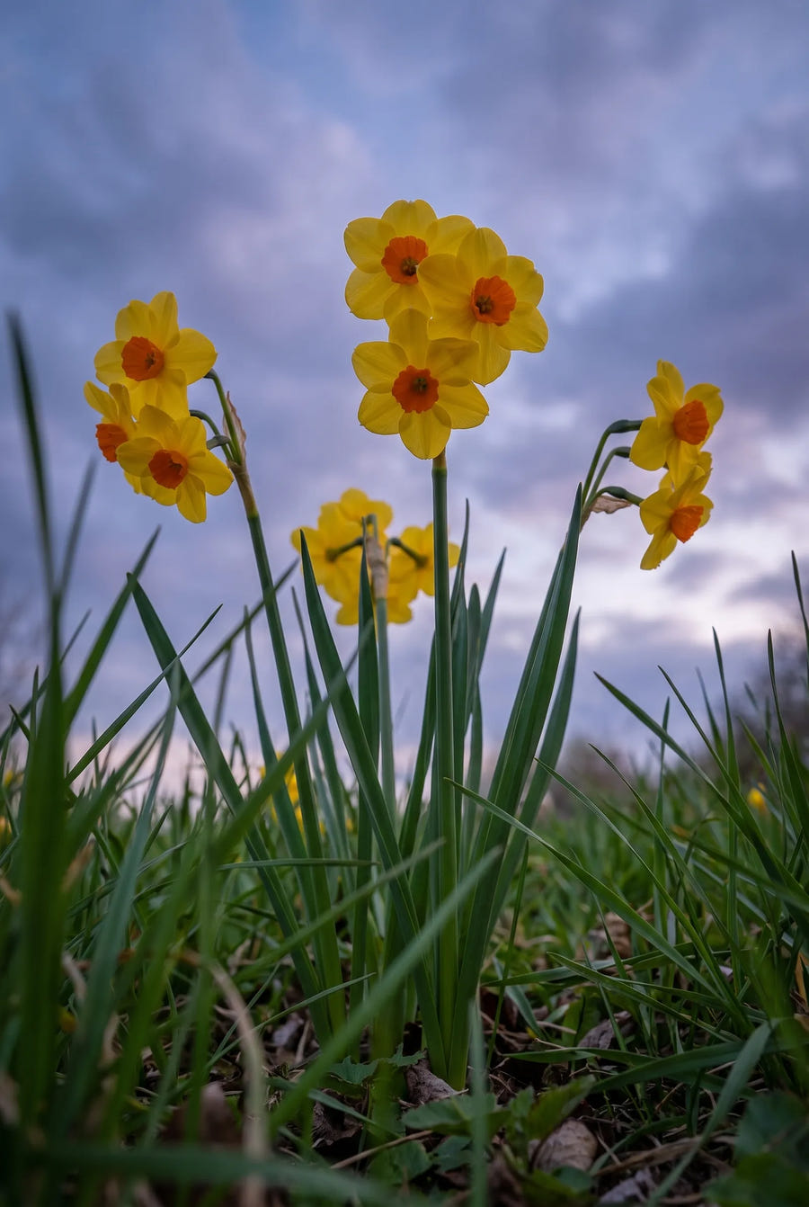 Narcissus Martinette — in de tuin