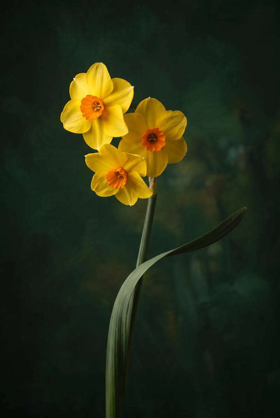 Narcissus Martinette — sfeerbeeld