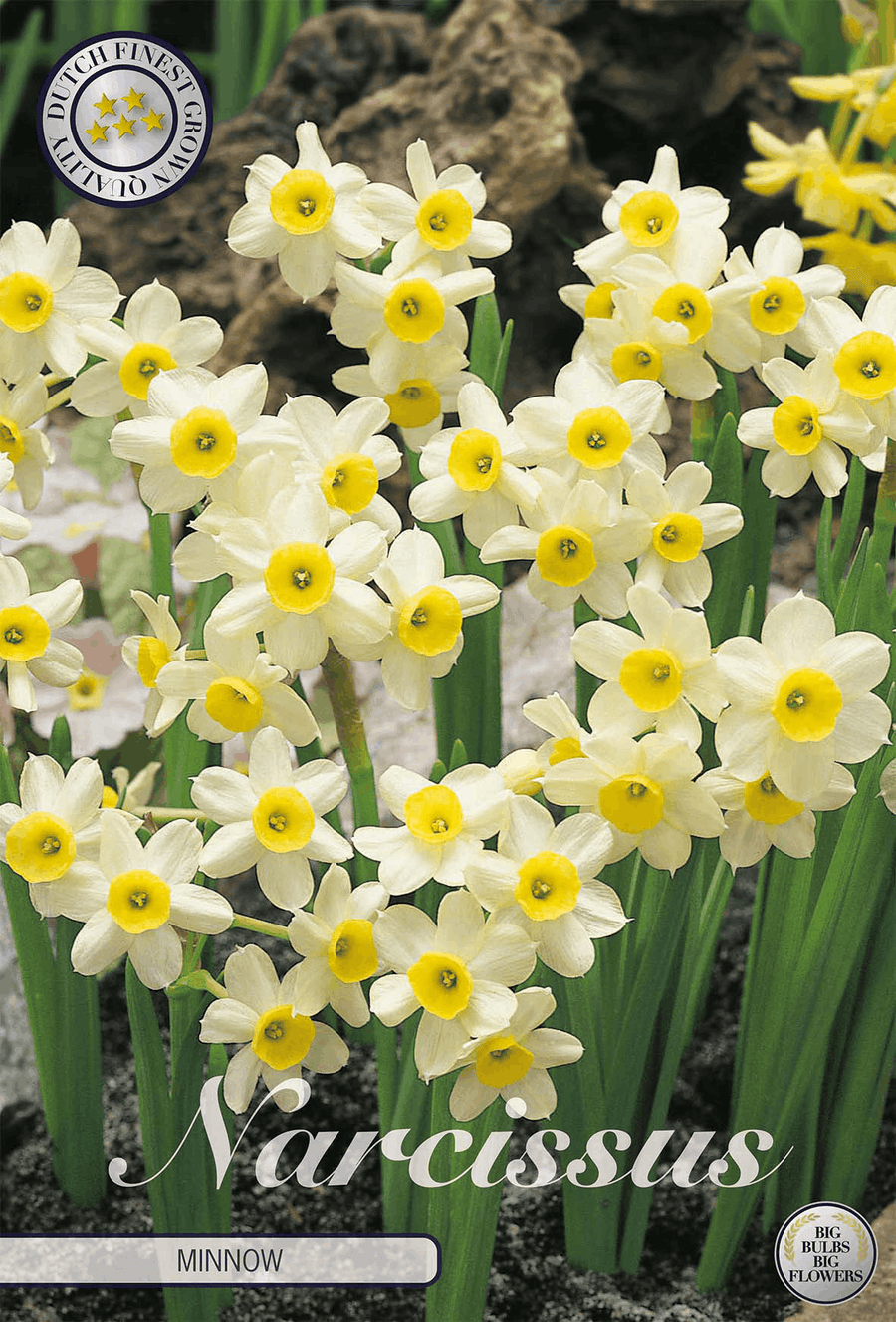 Narcissus Minnow